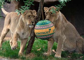 Lions_ZSL