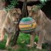 Lions_ZSL