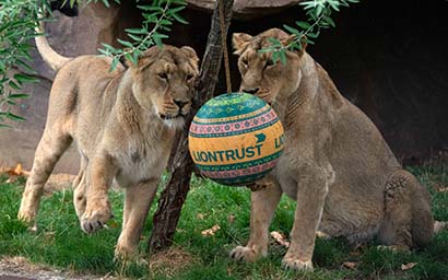 Lions_ZSL