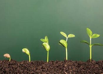 Growing_plant