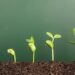 Growing_plant