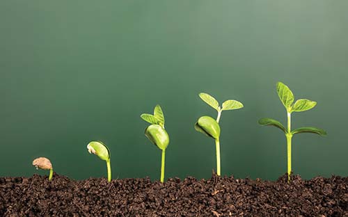 Growing_plant