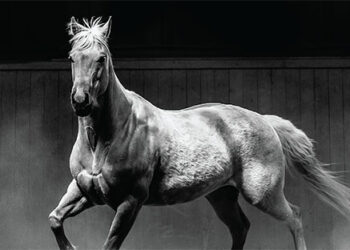 Stallion