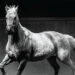 Stallion