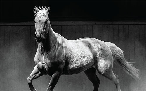 Stallion