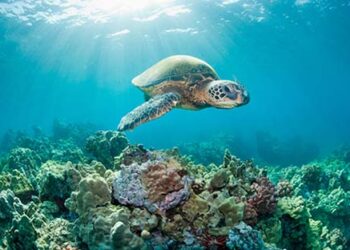 Sea_tortoise