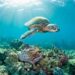 Sea_tortoise