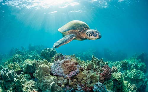 Sea_tortoise