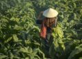 Tobacco_farm