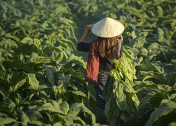 Tobacco_farm