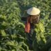 Tobacco_farm