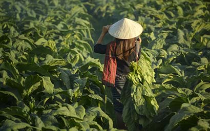 Tobacco_farm