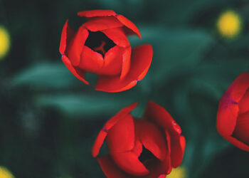 Petals