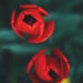 Petals