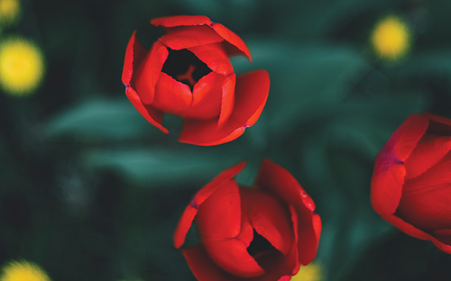 Petals