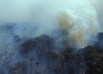 Burinig_Amazon_forest