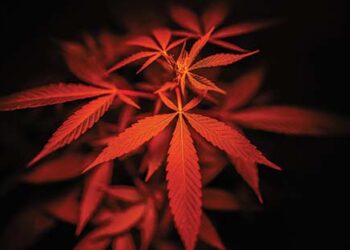 Canabis_plant
