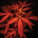 Canabis_plant
