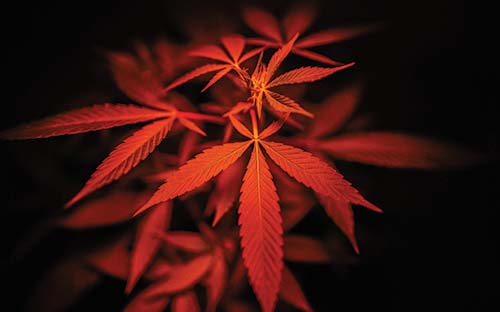 Canabis_plant