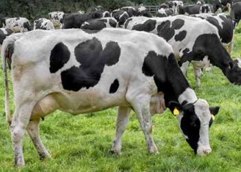 Meat industry