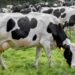 Meat industry