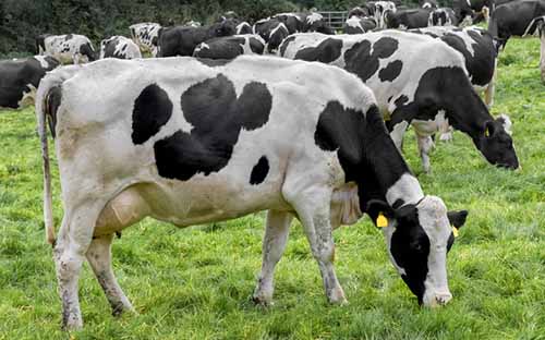 Meat industry