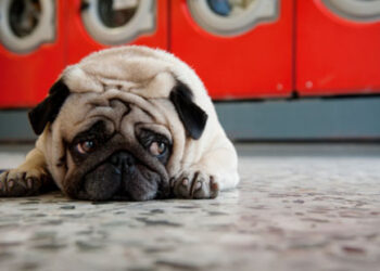 Pug