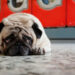 Pug