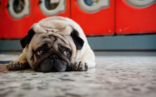 Pug