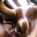 Bull_market
