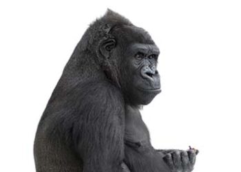 Gorilla