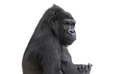 Gorilla