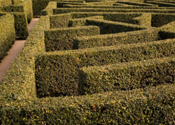 Hedge maze2