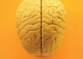 Brain gain