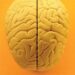 Brain gain