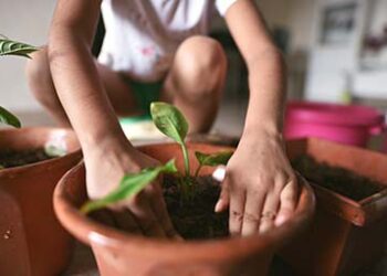 Plant_growth