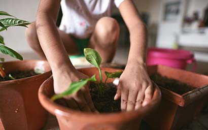 Plant_growth