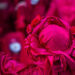 Aviva_messiah_image