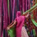 Sari_factory_India