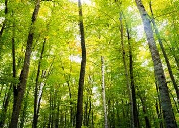Autumn-Forest-Of-Beech-Trees