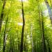 Autumn-Forest-Of-Beech-Trees
