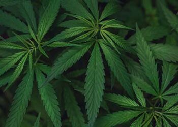 Cannabis