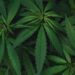 Cannabis