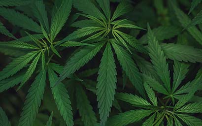 Cannabis