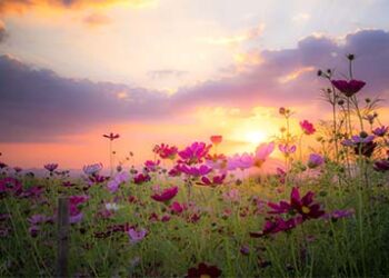 Flower_meadow