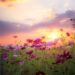 Flower_meadow