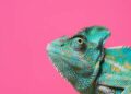 Chameleon