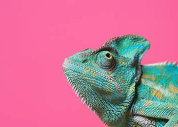 Chameleon