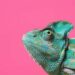 Chameleon