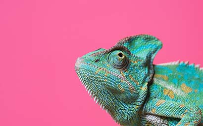 Chameleon